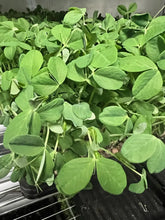 Load image into Gallery viewer, Micro greens
