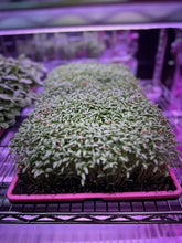 Load image into Gallery viewer, Micro greens
