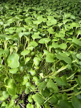 Load image into Gallery viewer, Micro greens
