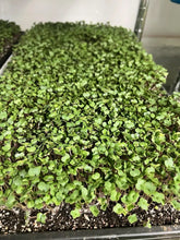 Load image into Gallery viewer, Micro greens
