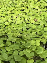 Load image into Gallery viewer, Micro greens
