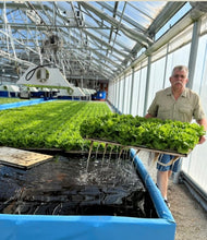 Load image into Gallery viewer, Lettuce (ready to eat)
